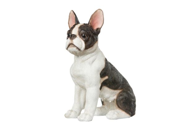 Hund Fransk Bulldog Poly